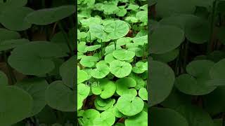 How to Plant Dichondra repens Kidneyweed [upl. by Hollinger]