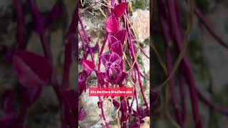 Alternanthera Brasiliana fyp naturelovers plant flowers naturelover flowerstagram plants [upl. by Varden]