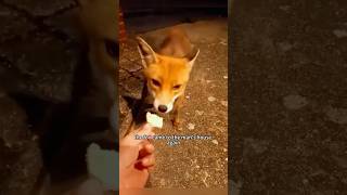 The little fox that steals chickens shortsvideo amimals shorts [upl. by Bevis587]