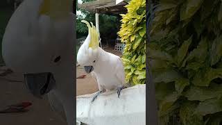 SulphurCrested Cockatoo Does a Full Crest Display 🦜 [upl. by Marolda]