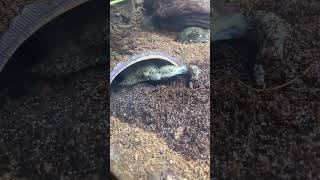 Colorado River Toad burrowing [upl. by Anam]