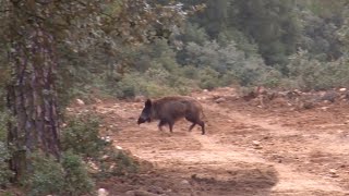 Montería de jabalíes en los viñedos ¡VÍDEO COMPLETO [upl. by Haeluj652]