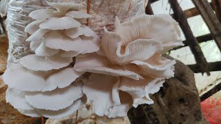 Oyster mushrooms harvesting season  harvesting part 1  Village mom harvesting [upl. by Yllac]