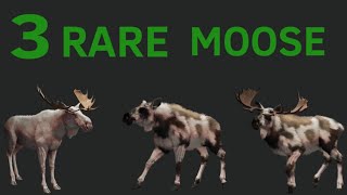 3 RARE MOOSE… call of the wild [upl. by Nonac]