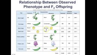 AP Biology Chapter 11 Mendelian Patterns of Inheritance Lecture 1 [upl. by Michelsen]