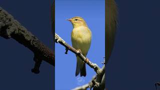 Stunning Willow Warbler  Beautiful birds [upl. by Spaulding439]