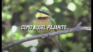 El Pajarito Letra  Francisco Orantes [upl. by Vorster770]