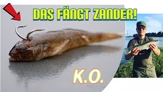 Zander angeln am Rhein Tips amp Tricks auf Köderfisch [upl. by Lait769]