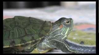 Red eared slider turtle  information [upl. by Dranrev]