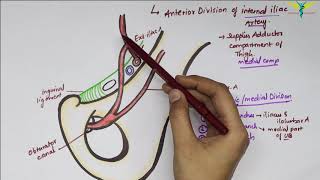 Obturator Artery  Anatomy  Branches  Origin and Divisions  Clinical [upl. by Mehetabel9]