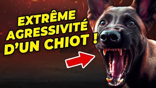 Lextrême agressivité dun chiot [upl. by Elehcim26]