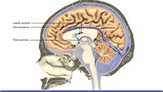 Detailed Animation on Circulation of CSF [upl. by Losse]