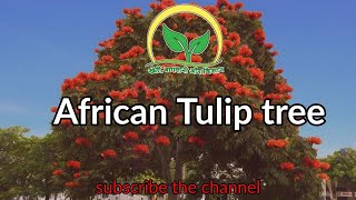 African Tulip tree  Spathodea Campanulata KhetiBadiTV [upl. by Suoivatnom173]