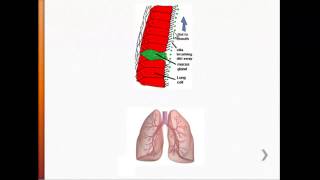 USMLE  Immunology  The Lungs Respiratory Airways amp Alveolar Macrophages [upl. by Nomal]