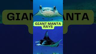 Manta Ray Facts Did you know this about Manta Rays mantarays mantaray [upl. by Georgeanna272]