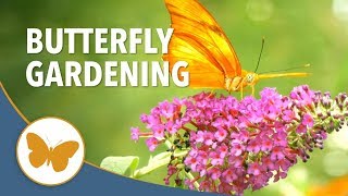 Butterfly Gardening 101  Tips on How to Attract Butterflies [upl. by Elyrrad]