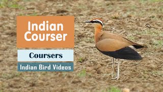 The Indian Courser Cursorius coromandelicus  Indian Bird Videos [upl. by Roxanna203]