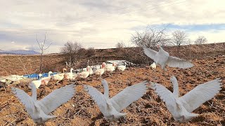 KAZLAR NASIL ÜRETİLİRNASIL ÇOĞALIRLARAdan Zye KAZ ÜRETİMİ👍🏼kazüretimi kazüremesi [upl. by Nilya]