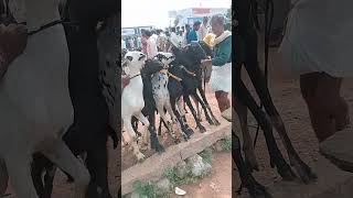 VM Sheep Farmsheepfarm animals achampet sheep goat goatmarket trendingshorts viralshort [upl. by Leighton]