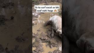 Ye to surf excel se bhi saaf nahi hoga 🙈 lablove cuteanimal labradoruniverse labradorlovers [upl. by Nibbs]