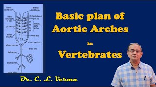 Basic plan of Aortic arches [upl. by Hayikat750]