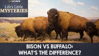 Bison vs Buffalo Whats the Difference [upl. by Naimed]