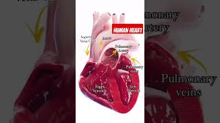 Human heart functioning  Diagram and parts of human ❤️  cbseboard science humanheartdiagram [upl. by Salahi]