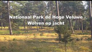 Wolven op jacht 31 augustus 2024 [upl. by Ater]