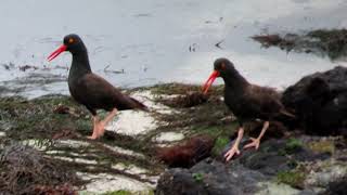 Black Oystercatcher Meeting  Hopkins [upl. by Notfilc]