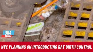 NYC Council to Vote on Rat Contraceptives to Curb Rodent Population  STOITM  10124 [upl. by Tahpos]