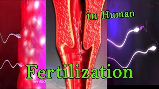 Fertilization 3D Animation [upl. by Ardekal]