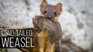 LONGTAILED WEASEL is one of the larger and bloodthirsty weasels in North America [upl. by Oirobil]