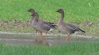 Tundra Bean Goose Laleham 20122020 [upl. by Leonie]