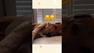 cat dog dogs cut cute love lovecats lovedogs funny virla viralvideo foryou foryoupage [upl. by Aer]