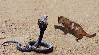 Inland Taipan vs The Mongoose Who Would Win [upl. by Benjie848]