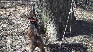 2011 UKC Squirrel Dog World Championship [upl. by Nierman]