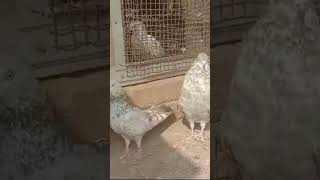 High flyer  Attitude  pigeonlovers  channel ko  subscribe kare [upl. by Ydok102]