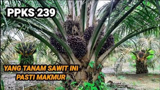 Petani sawit sejahtera bila tanam jenis varietas ini  PPKS 239 [upl. by Enautna]