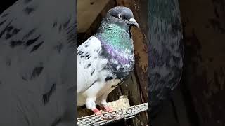 High flyer kabootar pigeon youtube new viralvideos kabootarbazzi pigeonstatus trendingshorts [upl. by Bernardine]