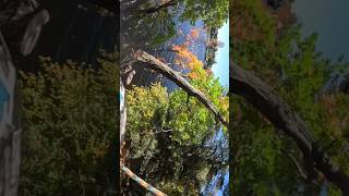 70ft Sugar Maple treeworker arborist chainsaw treeclimber work climbing [upl. by Einaoj912]