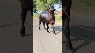 Nain Dairy Farm ❣️ music newsong song love dairyfarmpasture dairyfarm [upl. by Heddie496]