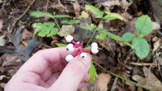 White BaneberryDolls Eyes Poisonous Plant  Actaea pachypoda [upl. by Martyn]