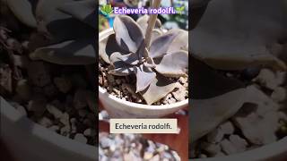 Echeveria rodolfi🥰🌱 [upl. by Ellicott]