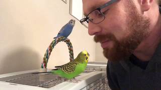 Teaching the parakeets to talk [upl. by Keithley]