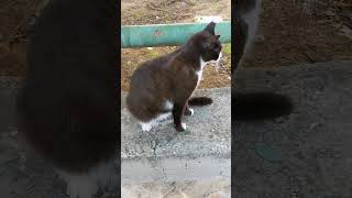 Уличный кот во фраке 😸 Смешные коты 😻 Stray tuxedo cat in tailcoat 😹 Funny cats Cute animals 🐅 Memes [upl. by Sherrer]