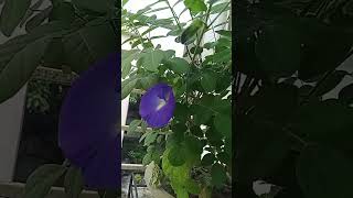 Full of antioxidant youtube bolag gardening blueflowers [upl. by Ellissa]