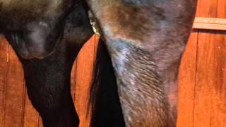 update rehab horse with air under skin  20 days after surgery [upl. by Ajssatan]