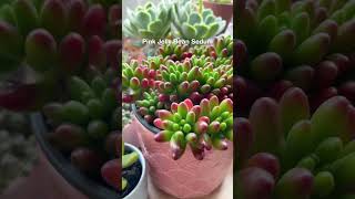 Gorgeous Sedum Succulents for your garden ❤️ succulentsbox succulent sedum succulentsmakemehappy [upl. by Yasdnyl13]