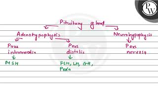 The hormones of neurohypophysis are formed in P 1 Pars nervosa 2 Pars distalis  3 Supra [upl. by Toddy]