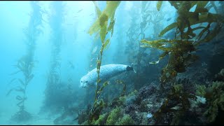 Kelp Forest Seal Encounter 4K [upl. by Wallraff]